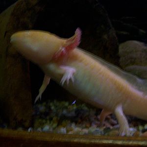 r.i.p. to the former reptile house