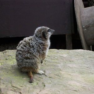 meerkat