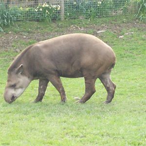 brazilian tapir