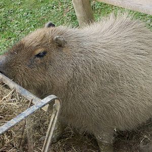 capybara
