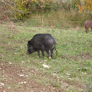 wild boar family