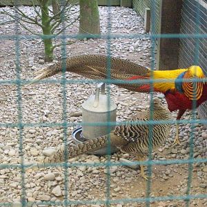 golden pheasant