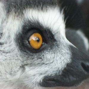 ring tailed lemur close up