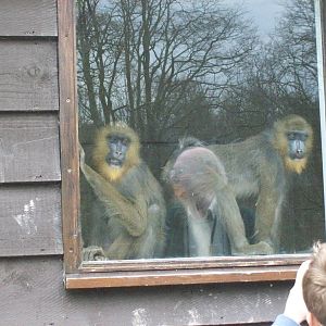mandrill youngsters in indoor area