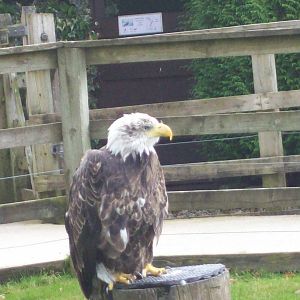 bald eagle