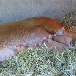 tamworth piglets