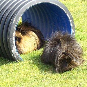 guinea pigs