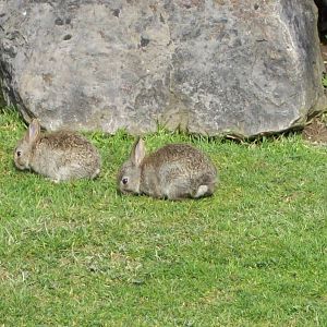 wild rabbits on birds of prey lawn