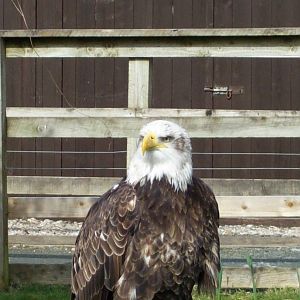bald eagle