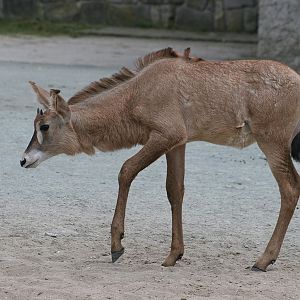 Young Roan Antelope (Hippotragus equinus)