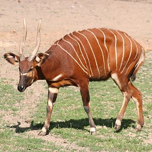 Bongo (Tragelaphus euryceros isaaci)