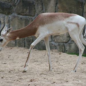 Dama Gazelle (Nanger dama ruficollis)