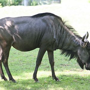 Brindled Gnu (Connochaetes taurinus taurinus)
