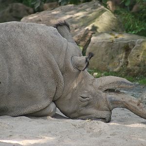 Northern White Rhino (Ceratotherium simum cottoni) - june 2008