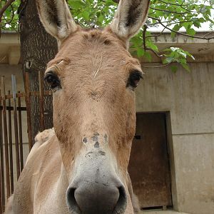Equus hemionus hemionus / Mongolian Wild Ass (male)