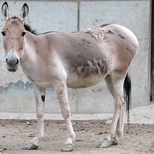 Equus hemionus hemionus / Mongolian Wild Ass (female)