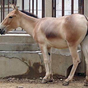 Equus hemionus hemionus / Mongolian Wild Ass (female)