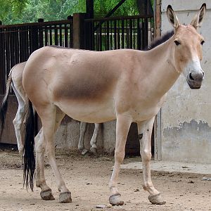 Equus hemionus hemionus / Mongolian Wild Ass (female)