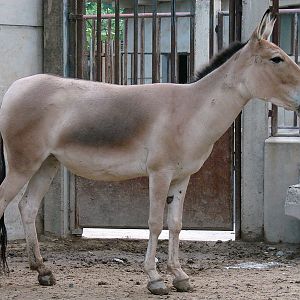 Equus hemionus hemionus / Mongolian Wild Ass (female)