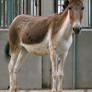 Equus kiang / Kiang (female)