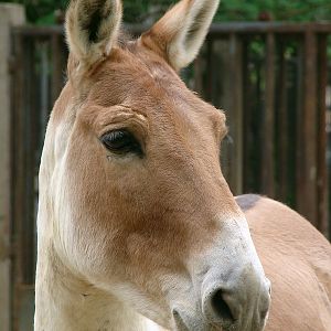 Equus kiang / Kiang (male)