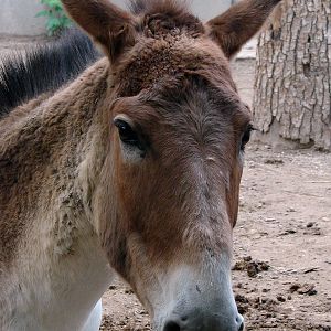Equus kiang / Kiang (female)