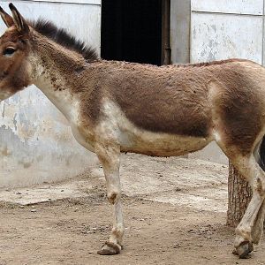 Equus kiang / Kiang (female)