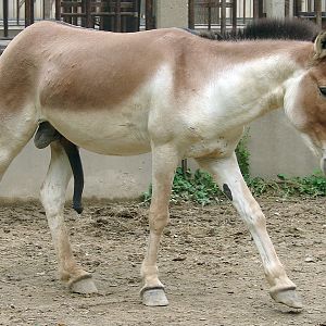 Equus kiang / Kiang (male)