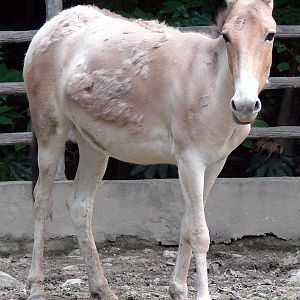 Equus hemionus luteus / Gobi Kulan (young female)