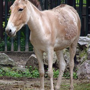 Equus hemionus luteus / Gobi Kulan (young female)