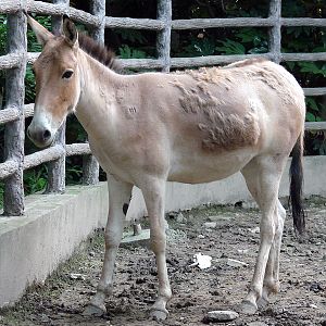 Equus hemionus luteus / Gobi Kulan (young female)