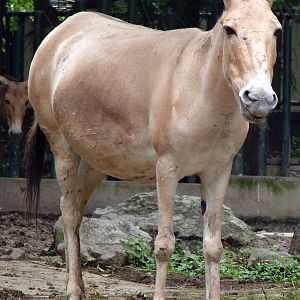 Equus hemionus luteus / Gobi Kulan (pregnant female)