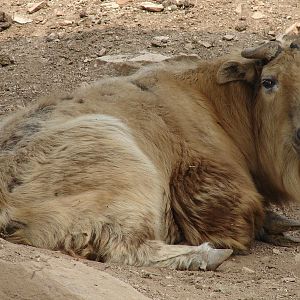 Budorcas taxicolor bedfordi / Golden Takin (female)