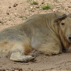 Budorcas taxicolor bedfordi / Golden Takin (male)