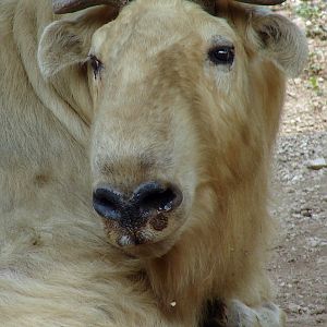Budorcas taxicolor bedfordi / Golden Takin (male)