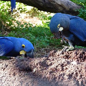 Anodorhynchus Galore, December 2012