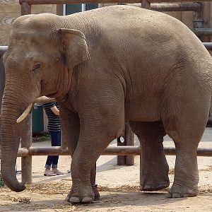 Elephas maximus / Asian Elephant (male)
