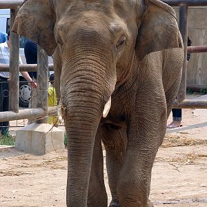 Elephas maximus / Asian Elephant (male)