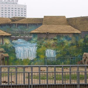 Asian Elephant (Elephas maximus) exhibit