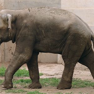 Elephas maximus maximus / Sri Lankan Elephant (male Migara)