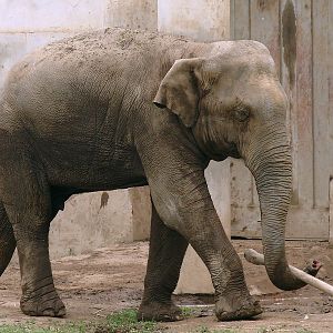 Elephas maximus maximus / Sri Lankan Elephant (male Migara)