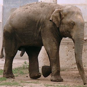Elephas maximus maximus / Sri Lankan Elephant (male Migara)