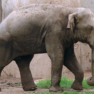 Elephas maximus maximus / Sri Lankan Elephant (male Migara)