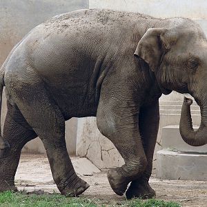 Elephas maximus maximus / Sri Lankan Elephant (male Migara)