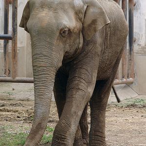 Elephas maximus maximus / Sri Lankan Elephant (male Migara)