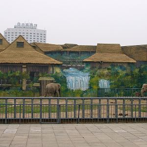Asian Elephant (Elephas maximus) exhibit