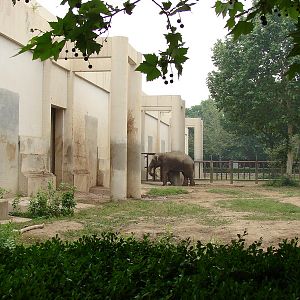 Asian Elephant (Elephas maximus) exhibit