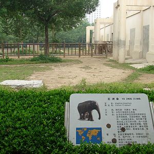 Asian Elephant (Elephas maximus) exhibit
