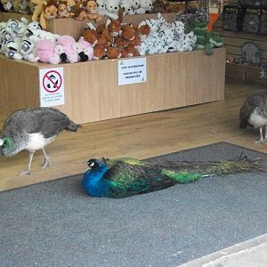 Unusual customers in the gift shop 27th December 2012