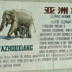Asian Elephant (Elephas maximus) sign